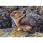 (image for) American Pika